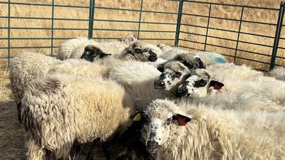 Ovejas colmenareñas para el ganadero que perdió las suyas en el incendio de Tres Cantos
