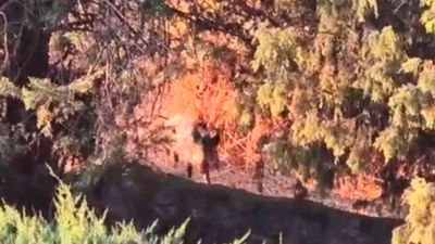 Jabalíes campan a sus anchas por el casco urbano de Hoyo de Manzanares