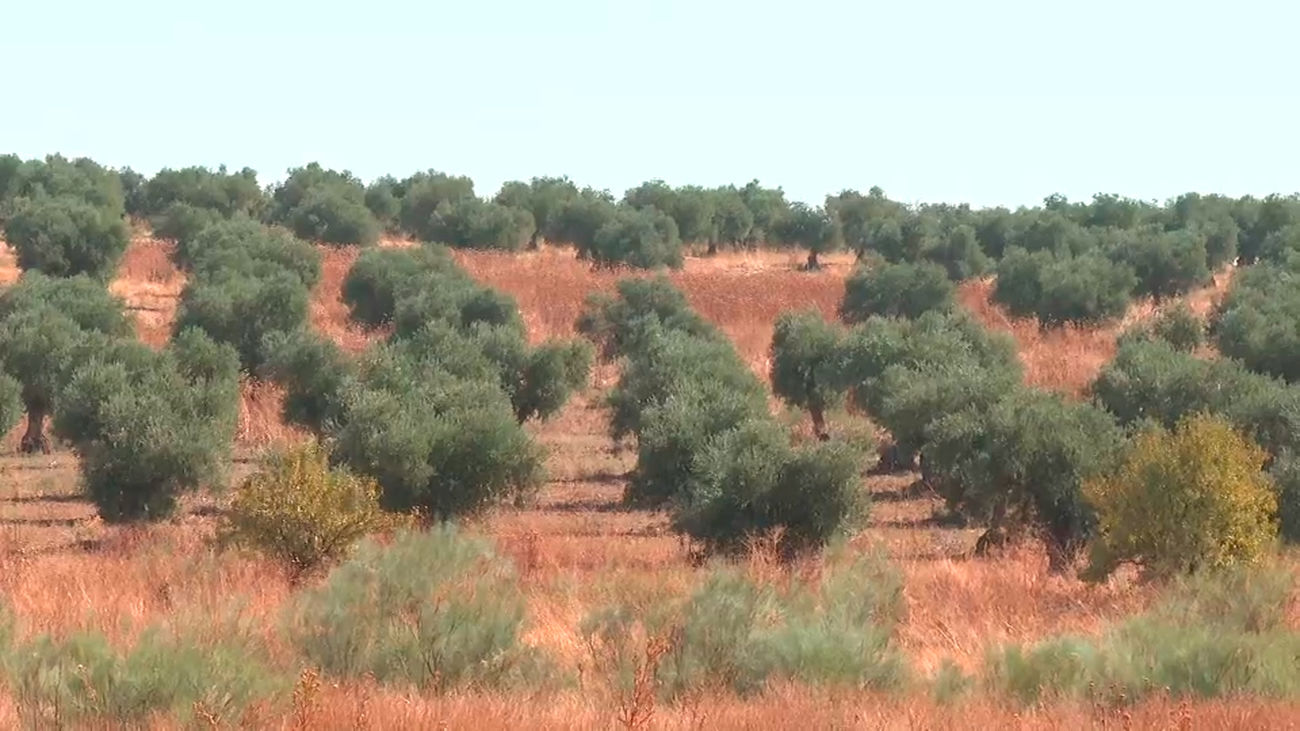 Aranjuez acudirá a los tribunales contra la instalación de una macroplanta solar fotovoltaica en su municipio