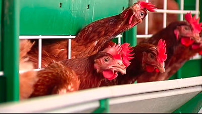 Preocupación por la gripe aviar en Madrid: confinadas las 100.000 gallinas de El Gallinero