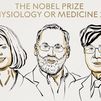 Nobel Medicina para Brunkow, Ramsdell y Sakaguchi por sus descubrimientos con la  tolerancia inmunológica periférica