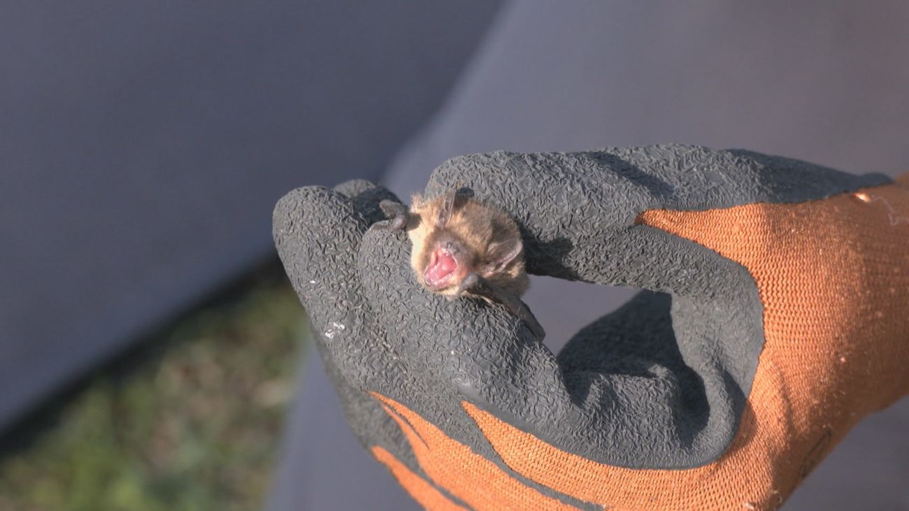 Los murciélagos del Botánico: el éxito de un aliado natural contra el mosquito y otras plagas