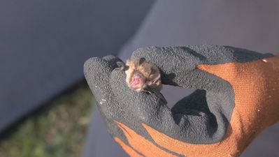 Los murciélagos del Botánico: el éxito de un aliado natural contra el mosquito y otras plagas