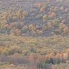 Madrid reformará su Ley Forestal para fomentar la limpieza de los montes y prevenir incendios