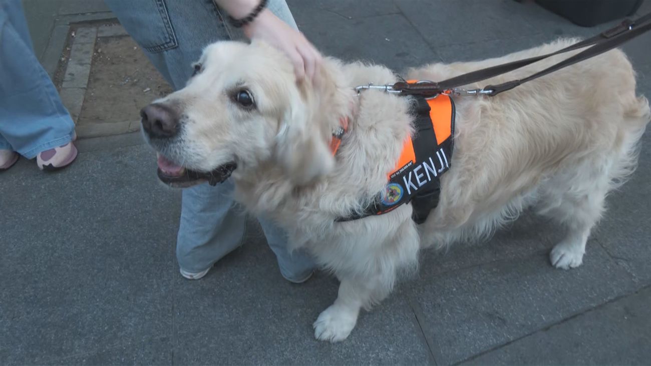 Empieza la búsqueda con perros rastreadores de los desaparecidos en el derrumbe de la Calle de las Hileras