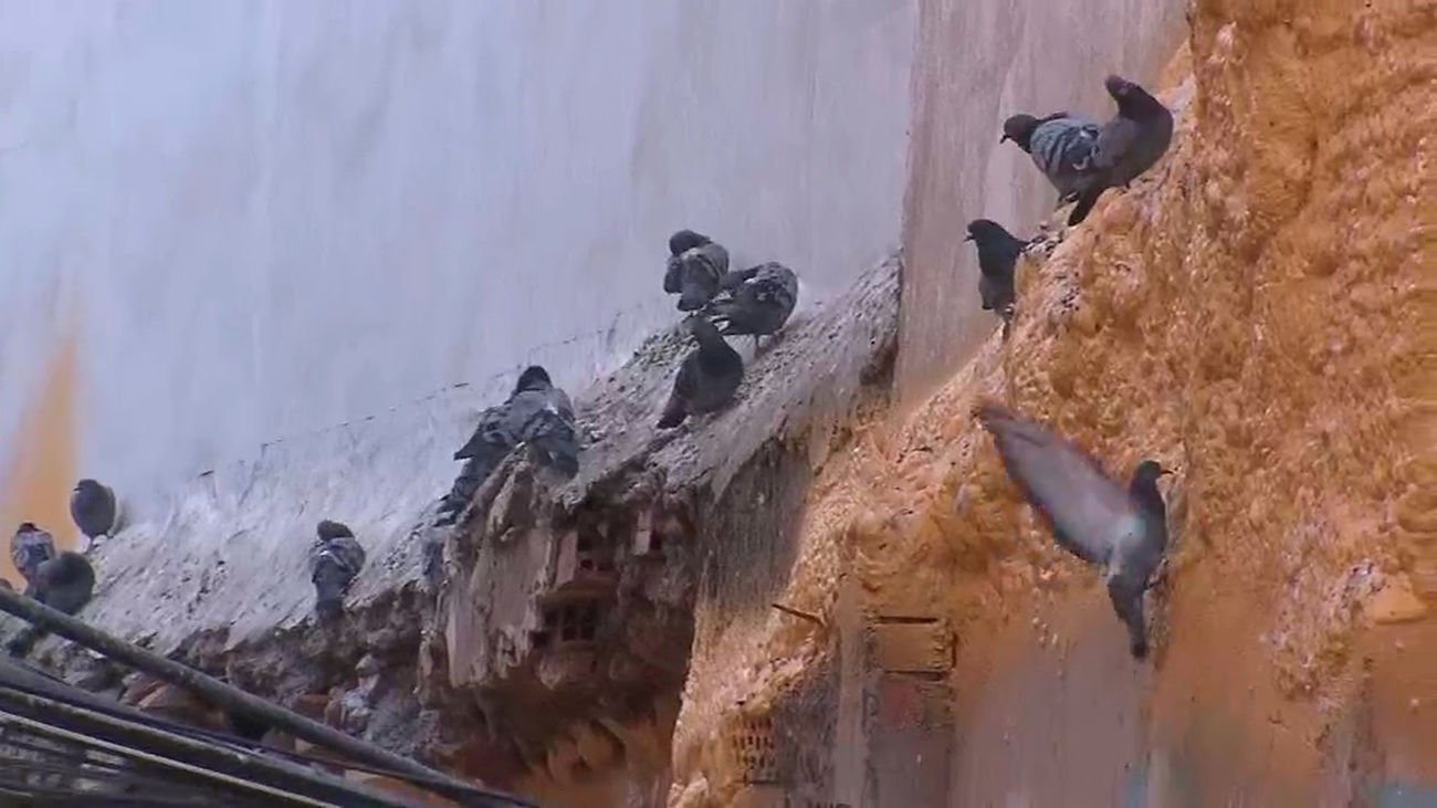 Plaga de palomas en Torrejón de Ardoz: los vecinos denuncian problemas de salud, suciedad y piojos