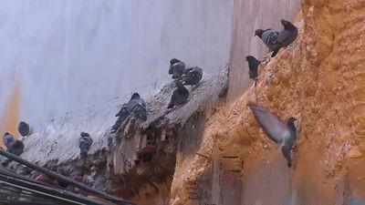 Plaga de palomas en Torrejón de Ardoz: los vecinos denuncian problemas de salud, suciedad y piojos