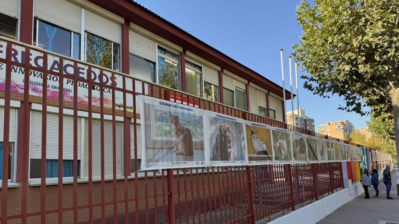 Fotos de perros y gatos en espera de una familia llegan a los coles de Fuenlabrada