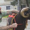Conocemos a Baraka, la mascota que desfilará con la Legión