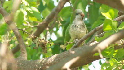 Los vecinos de Fuenlabrada no aguantan más a las cotorras argentinas: "Pedimos una solución a este problema de seguridad"