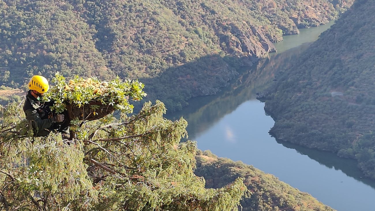Un agente forestal coloca un nido para buitres negros en el Parque Natural del Duero Internacional (Portugal)