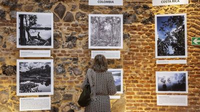 La Montaña de los Gatos de El Retiro, guardiana de los bosques del mundo