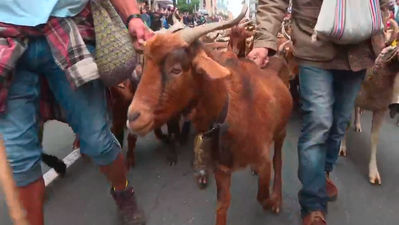 Cientos de ovejas y cabras inundarán Madrid en la Fiesta de la Trashumancia