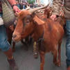 Cientos de ovejas y cabras inundarán Madrid este domingo en la Fiesta de la Trashumancia