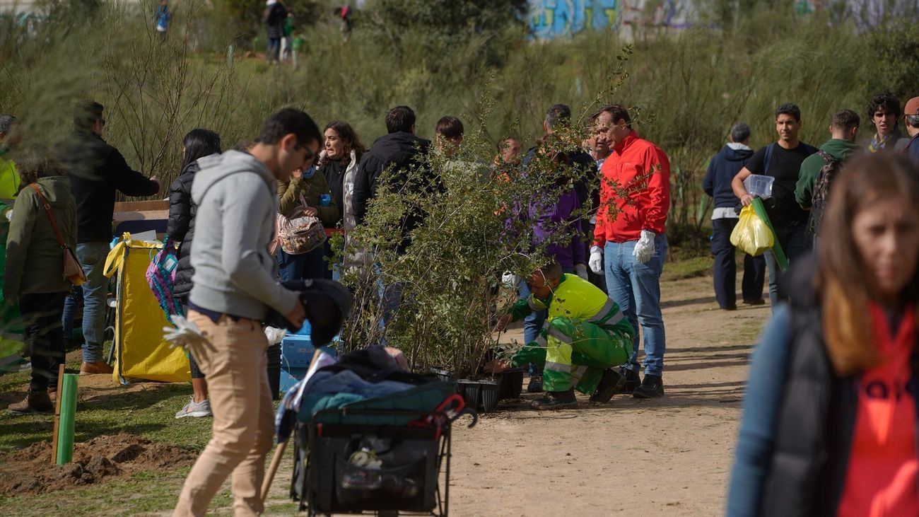 Las Rozas organiza una Gran Plantación Familiar este sábado en Punta Galea con más de 1.600 ejemplares