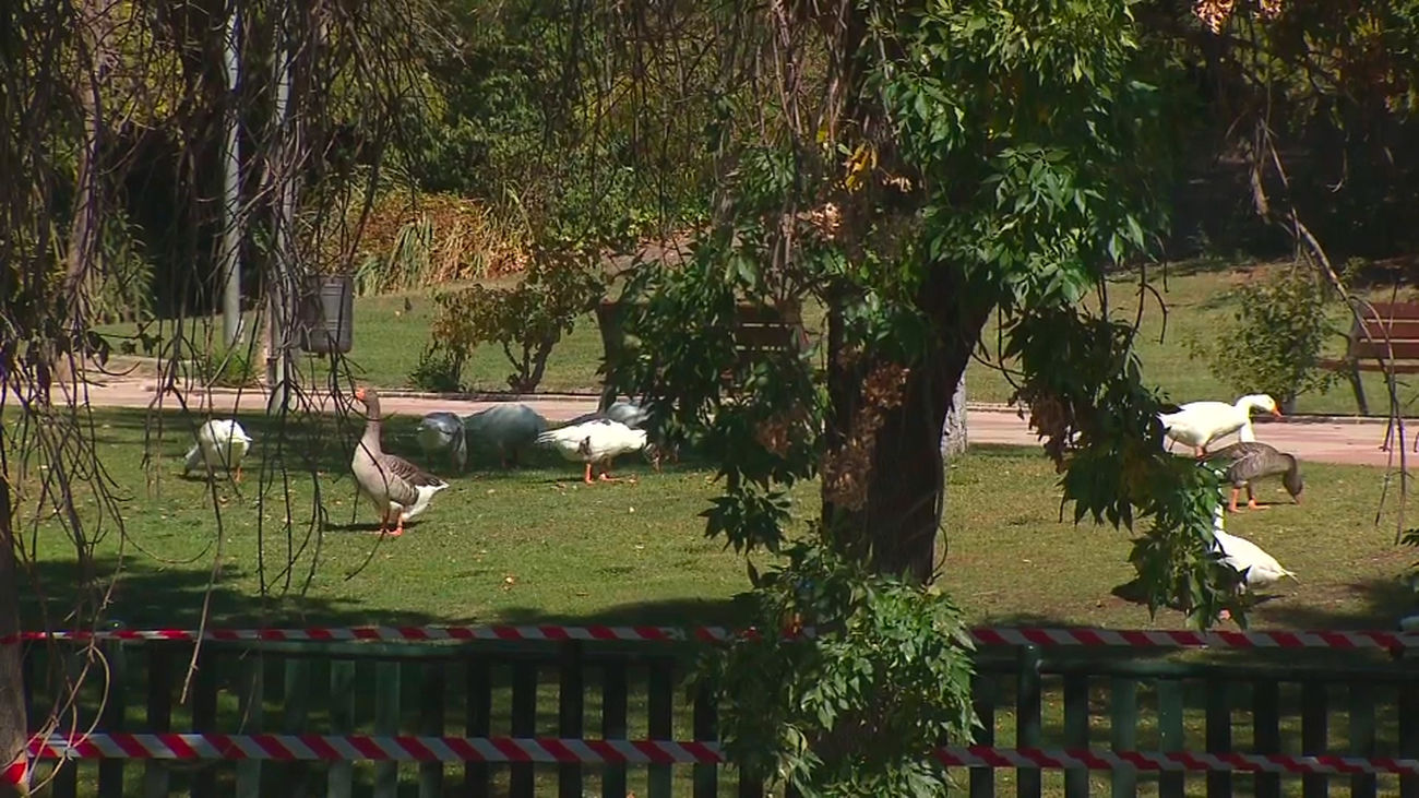 La Comunidad de Madrid adopta medidas de protección por la gripe aviar tras detectar tres brotes en apenas un mes