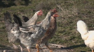 Plata berroqueña: la gallina que brilla por su plumaje
