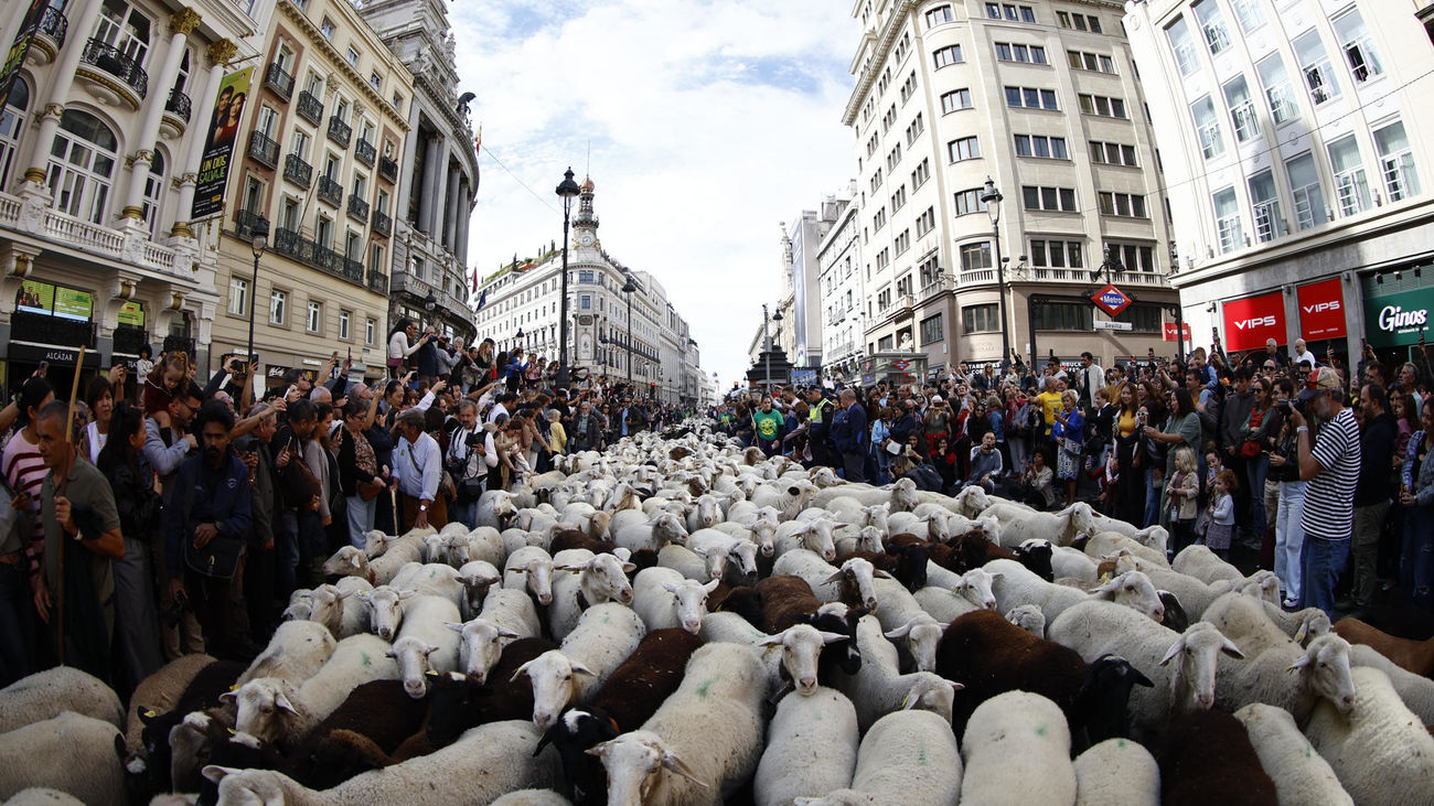 La trashumancia  se reivindica en el corazón de Madrid