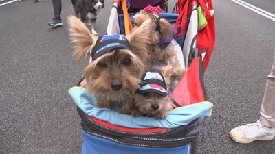 La Plaza de Colón se llena de patas y sonrisas en la Perrotón
