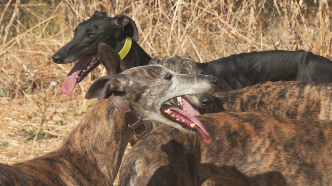 Conocemos cómo se crían los galgos de carreras en Torres de la Alameda