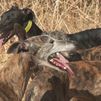 Conocemos cómo se crían los galgos de carreras en Torres de la Alameda