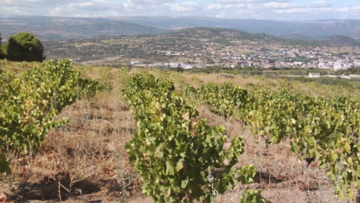 Bodegas Marañones: el renacer del vino de Madrid en la confluencia de la sierra