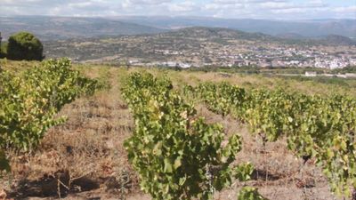 Bodegas Marañones: el renacer del vino de Madrid en la confluencia de la sierra