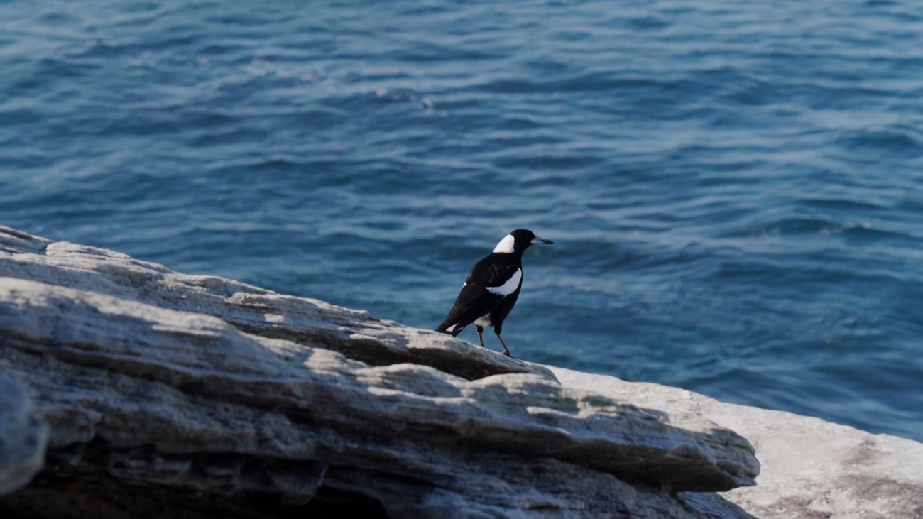 Magpie, el gran terror de los ciclistas en Australia