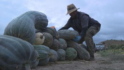 Calabazas de Carabaña para Halloween y para todo el otoño