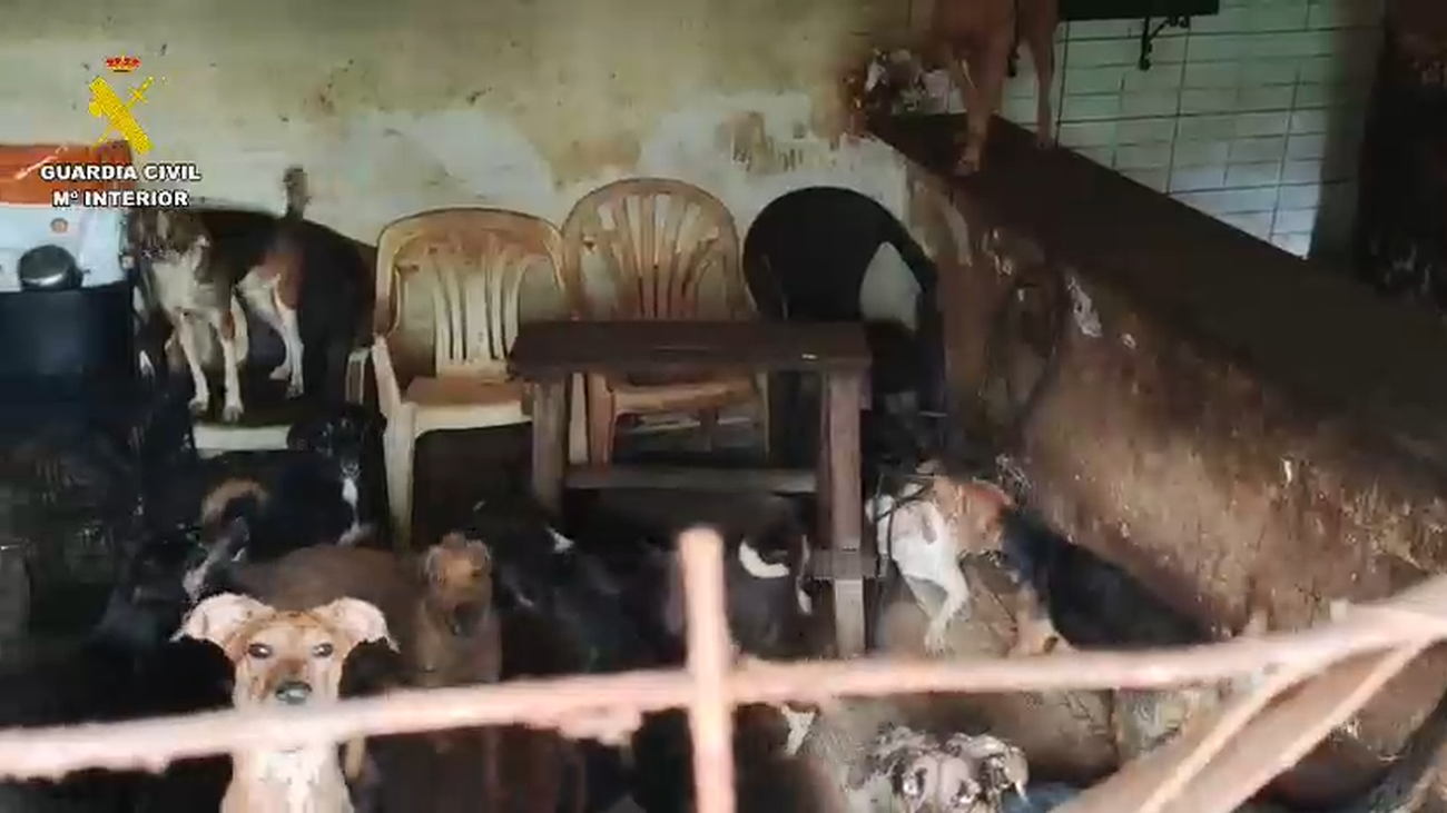 Hallados seis perros muertos y otros 52 rescatados hacinados en una parcela de Arganda