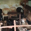 Hallados seis perros muertos y otros 52 rescatados hacinados en una parcela de Arganda