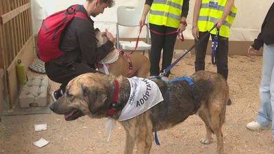 Madrid fomenta la adopción de mascotas con una feria de animales de compañía en Madrid Río
