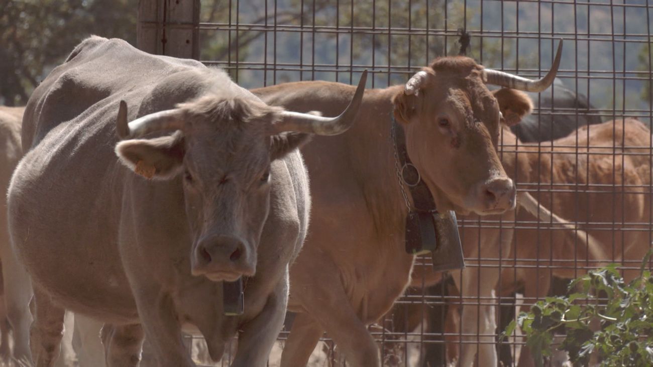 Ganaderas en Red: representa a las mujeres ganaderas y pastoras de España
