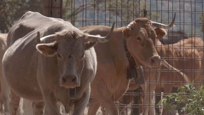 Ganaderas en Red: representa a las mujeres ganaderas y pastoras de España