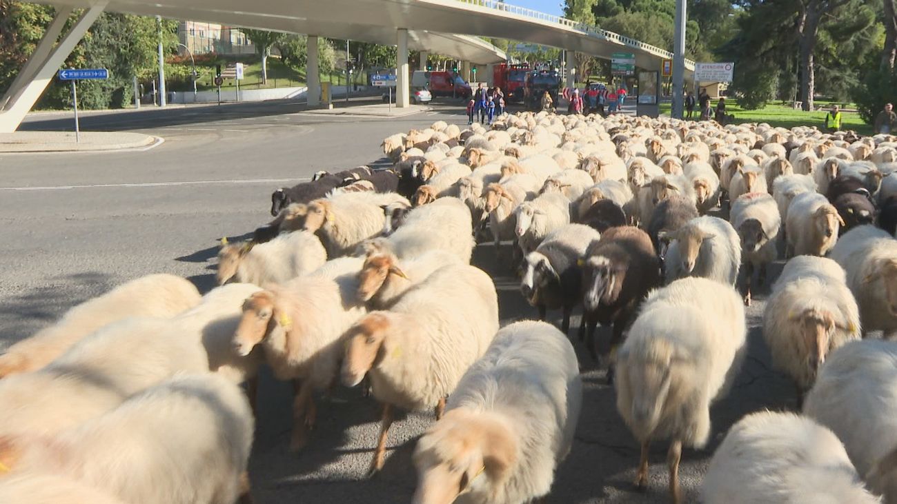Medio millar de ovejas llegan a la Casa de Campo para pasar el invierno