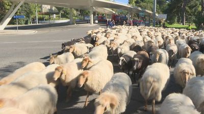 Medio millar de ovejas llegan a la Casa de Campo para pasar el invierno