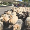 Medio millar de ovejas llegan a la Casa de Campo para pasar el invierno