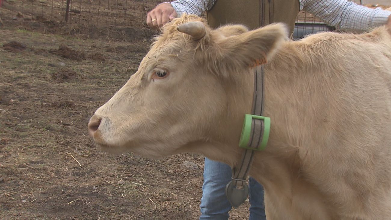Cencerros con GPS 'Made in Madrid' para controlar al ganado