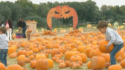 La calabaza: un imprescindible en los decorativos de Halloween