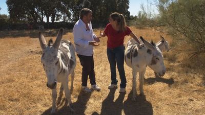 Conocemos un burro de raza 'Pío'