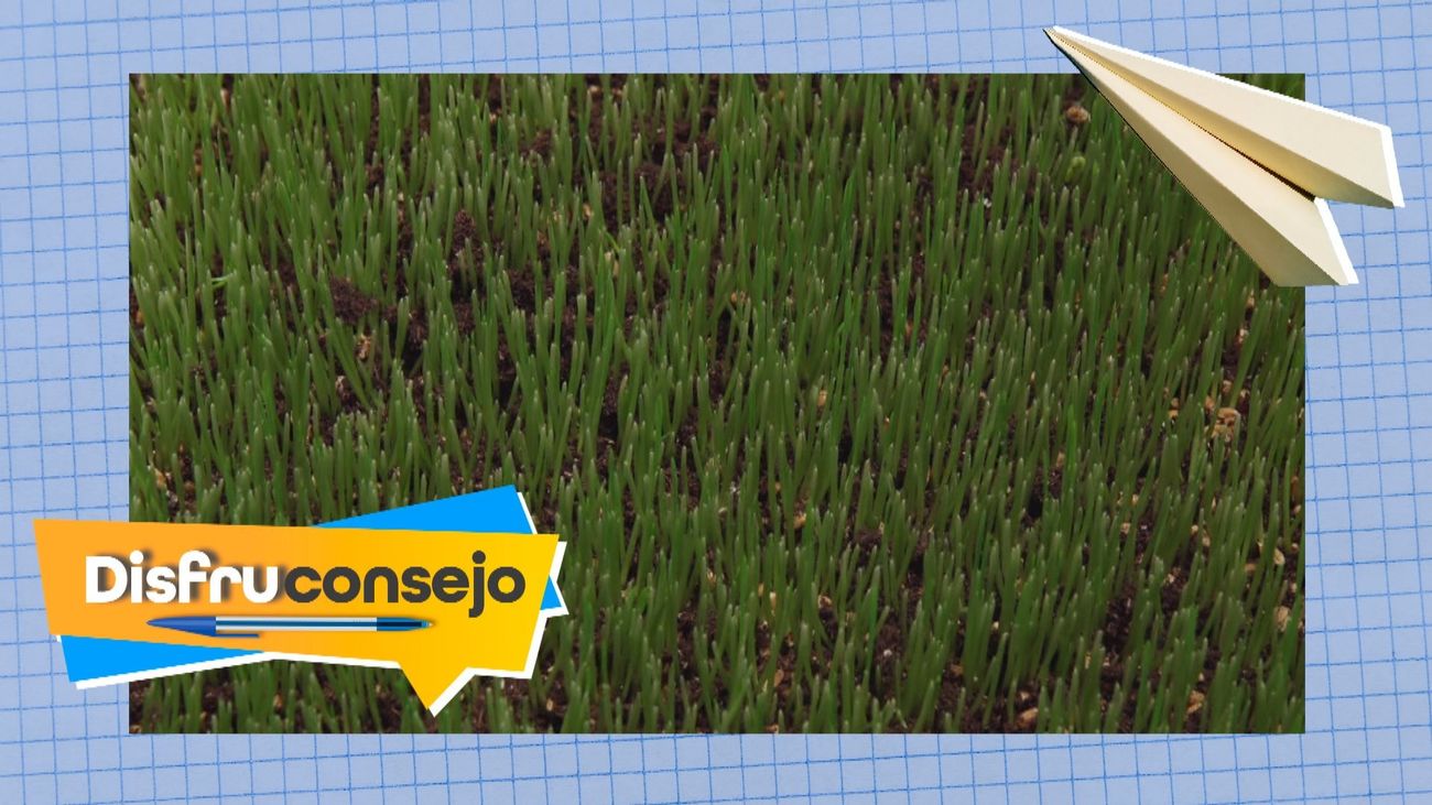 Aprende a hacer un abono casero