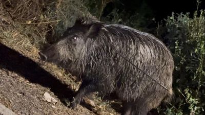 Avistado en una urbanización de Batres un jabalí vivo con una flecha clavada en el cuerpo