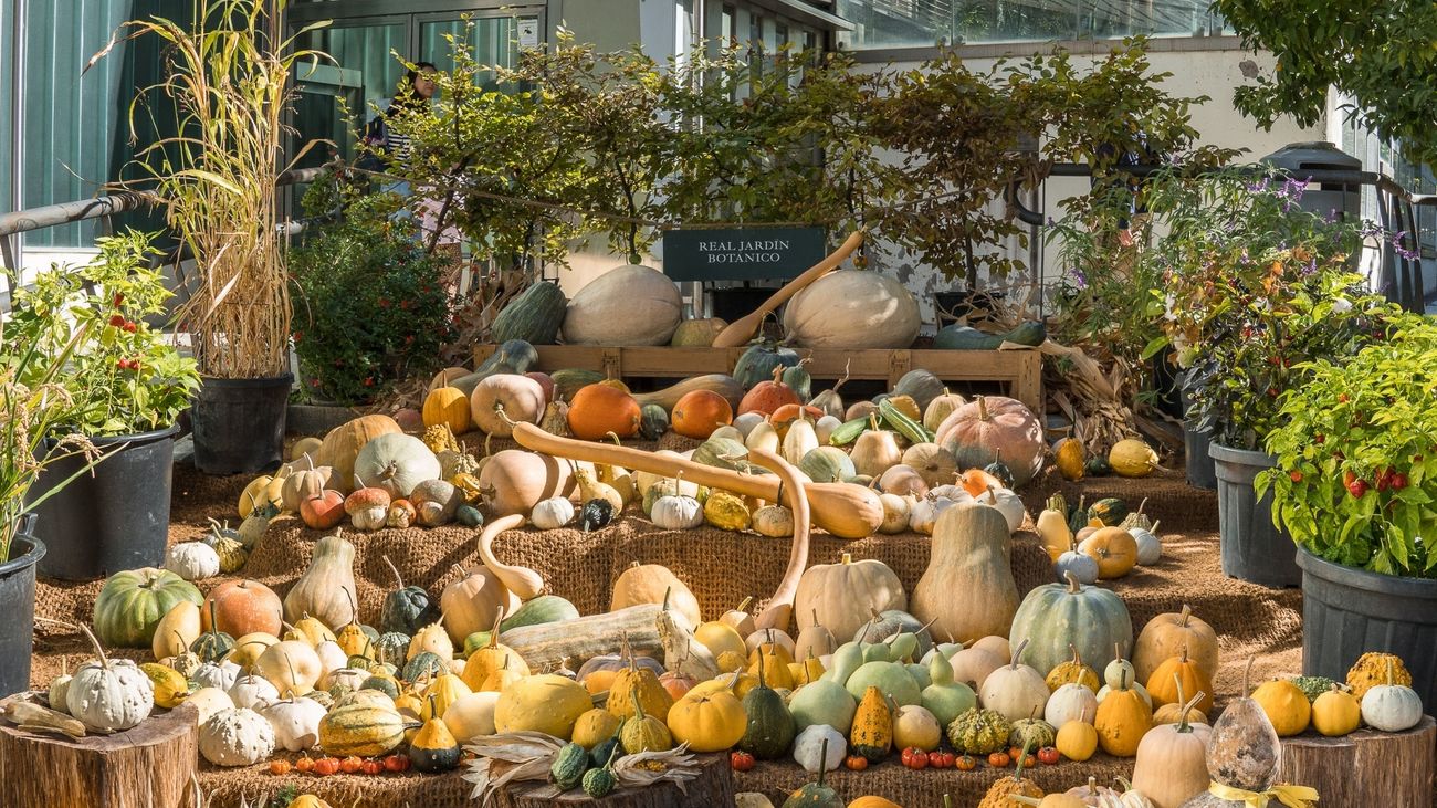 El Real Jardín Botánico de Madrid nos trae ‘Calabazas’ una exposición muy acorde con la temporada