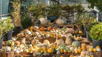 El Real Jardín Botánico de Madrid nos trae ‘Calabazas’ una exposición muy acorde con la temporada