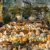 El Real Jardín Botánico de Madrid nos trae ‘Calabazas’ una exposición muy acorde con la temporada
