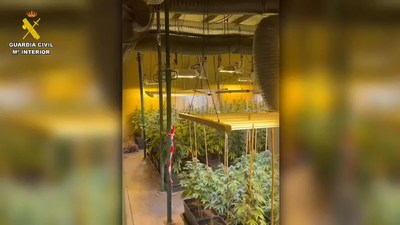 Dos detenidos e intervenidas más de 2.000 plantas de marihuana en Ajalvir