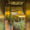 Dos detenidos e intervenidas más de 2000 plantas de marihuana en Ajalvir