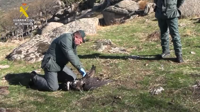 Matan a más de 600 animales con venenos y cepos ilegales: hay 62 detenidos e investigados