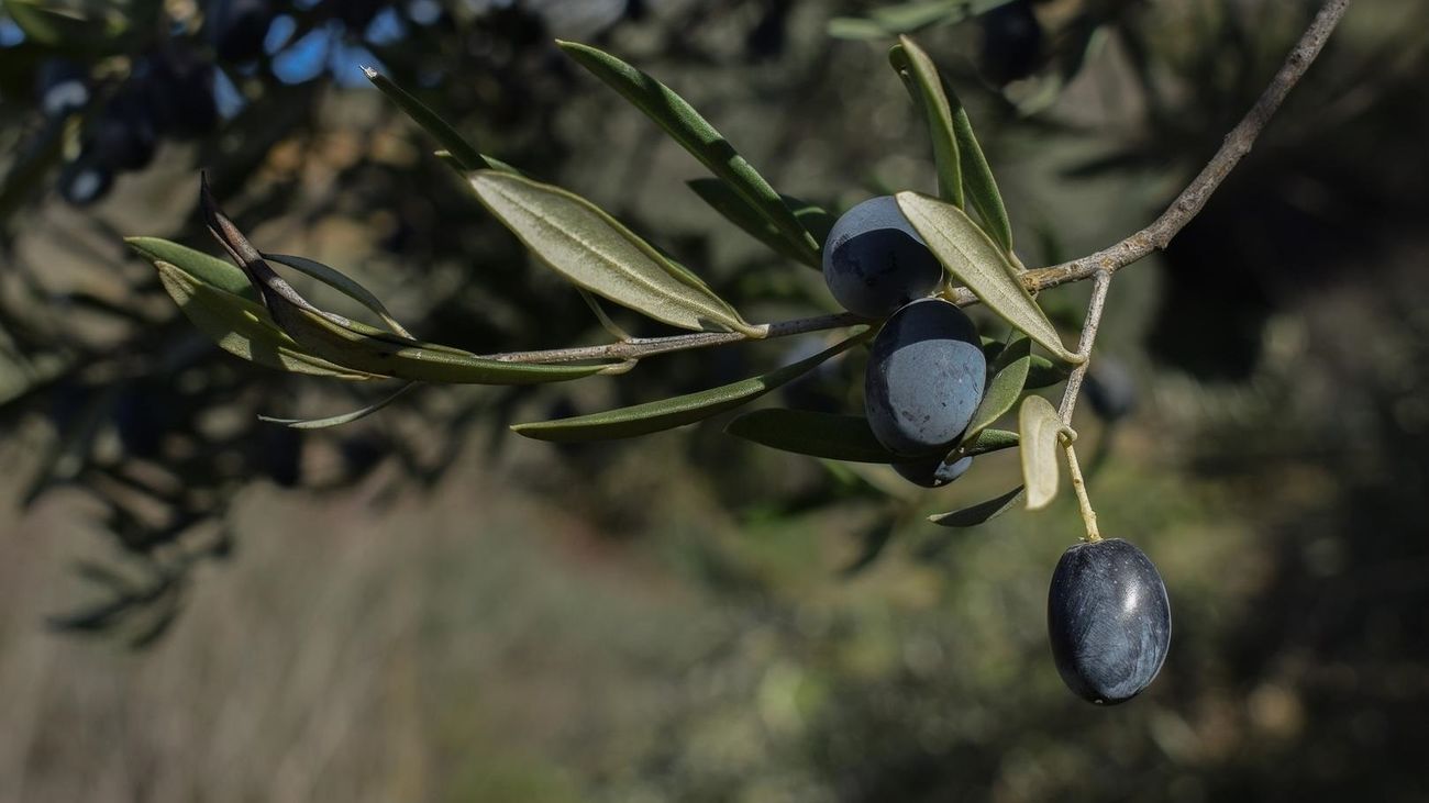 Aceitunas negras