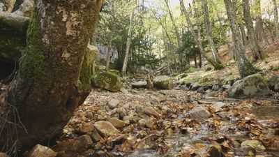 Un viaje al corazón del otoño en Canencia